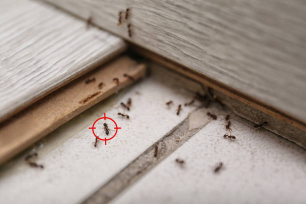 Best Spider Control Near Me  in Archer City, TX
