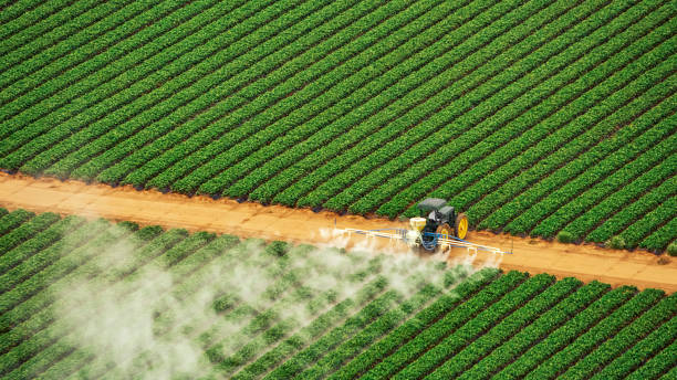Best Ant Control Services  in Archer City, TX