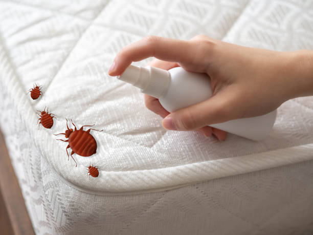 Best Pest Inspection Near Me  in Archer City, TX